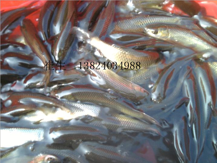 大量供應(yīng) 淡水養(yǎng)殖草魚苗 保證*已打針