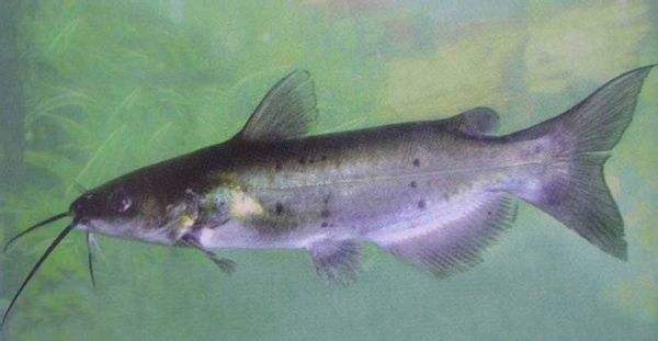 河南斑點(diǎn)叉尾鮰養(yǎng)魚場 河南斑點(diǎn)叉尾回魚苗批發(fā) 河南斑點(diǎn)叉尾回魚苗批發(fā)市場