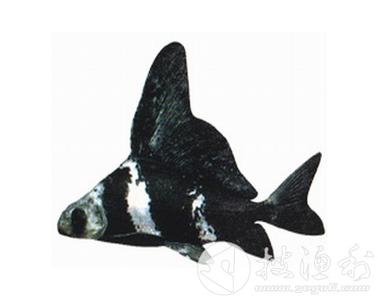 大量供應(yīng)長江胭脂魚苗 胭脂魚魚批發(fā)價格 廣西胭脂魚魚苗批發(fā)價格