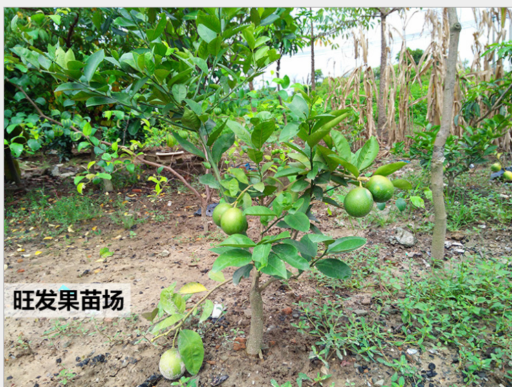 四季無籽香水檸檬苗 臺(tái)灣無核青檸檬果苗尤力克檸檬 盆栽檸檬樹苗