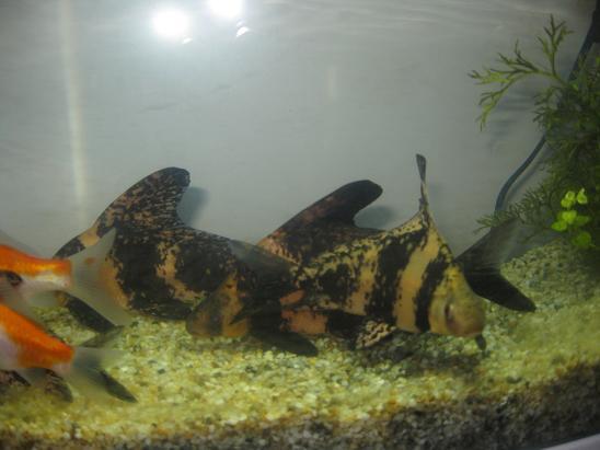 供應(yīng)眉山胭脂魚苗  眉山胭脂批發(fā)價多少 廣東胭脂魚苗批發(fā)價多少錢