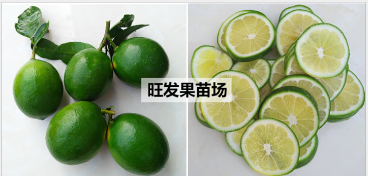 四季無籽香水檸檬苗 臺(tái)灣無核青檸檬果苗尤力克檸檬 盆栽檸檬樹苗