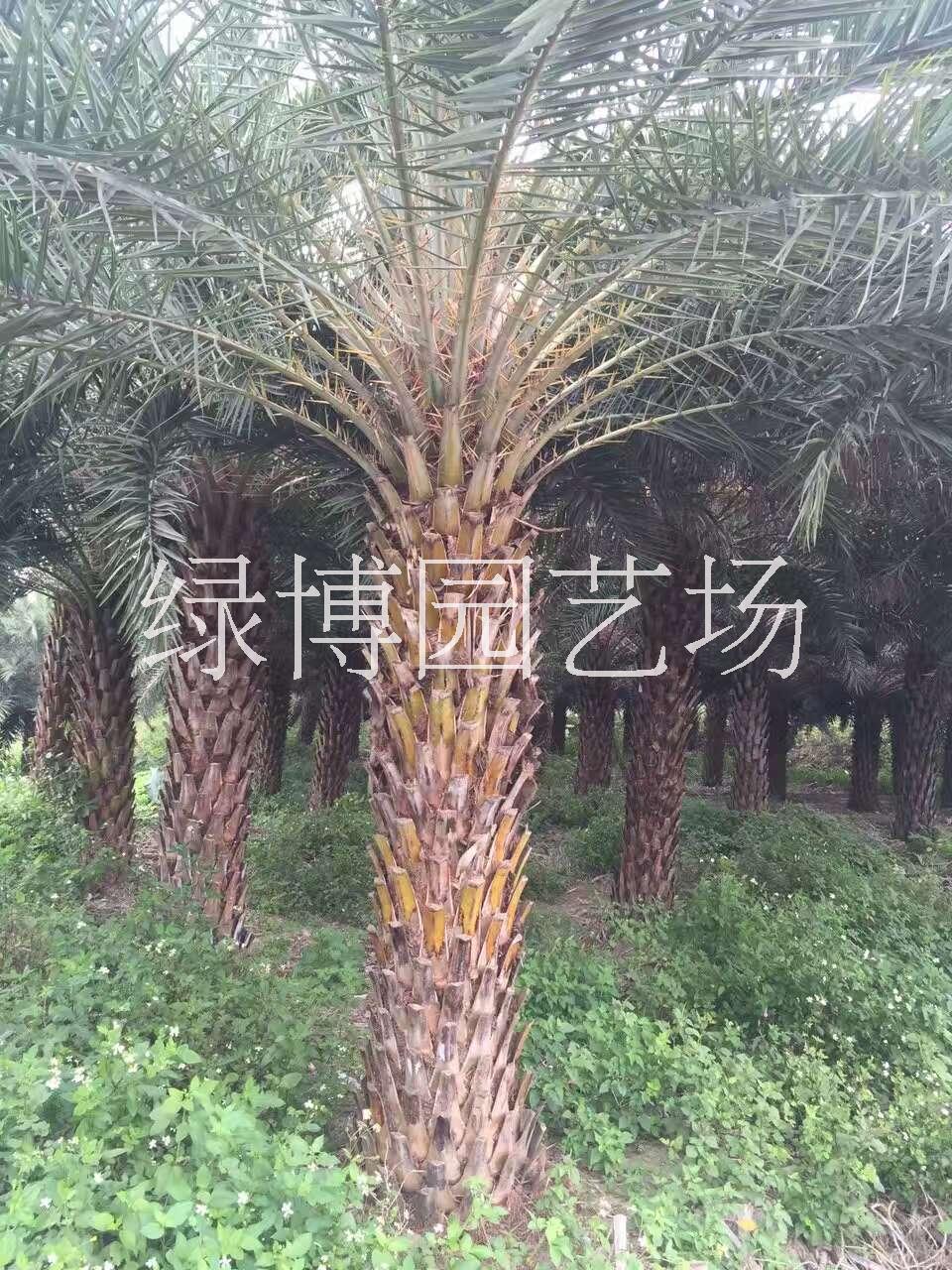 福建中東海棗，福建中東海棗價(jià)格，福建中東海棗種植基地