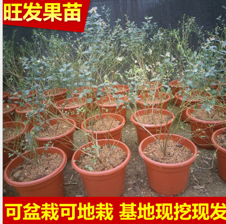 批發(fā)果樹(shù)苗 盆栽密斯蒂藍(lán)莓苗 南方北方種植 耐抗寒大苗 農(nóng)家自種