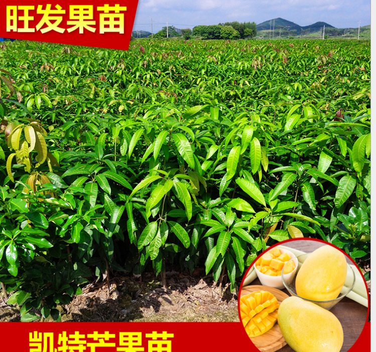 *熱銷 凱特芒果苗 臺灣新品種芒果苗 *凱特芒大量批發(fā)