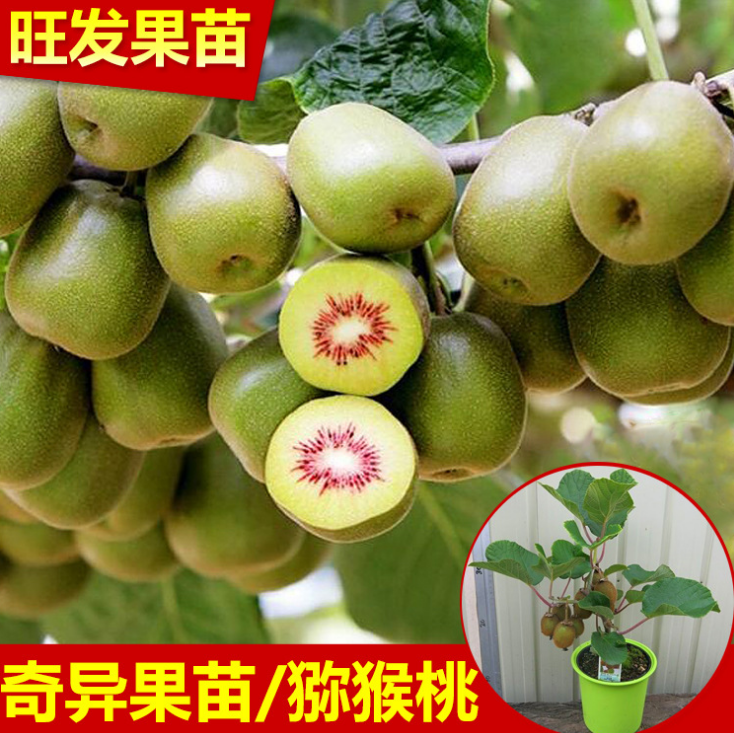 大量直銷批發(fā)*奇異果果苗（獼猴桃）好種植 品種純正 量大價優(yōu)