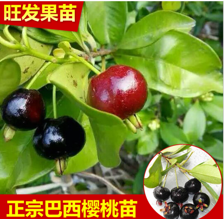 生產(chǎn)銷售巴西櫻桃苗 巴西甜櫻桃種苗 巴西甜櫻桃袋苗