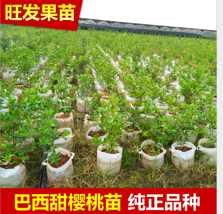 生產(chǎn)銷售巴西櫻桃苗 巴西甜櫻桃種苗 巴西甜櫻桃袋苗