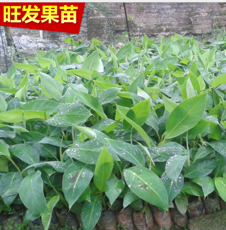 供應(yīng)香蕉組培苗 威廉斯B6香蕉苗 大量出售香蕉苗 *惠