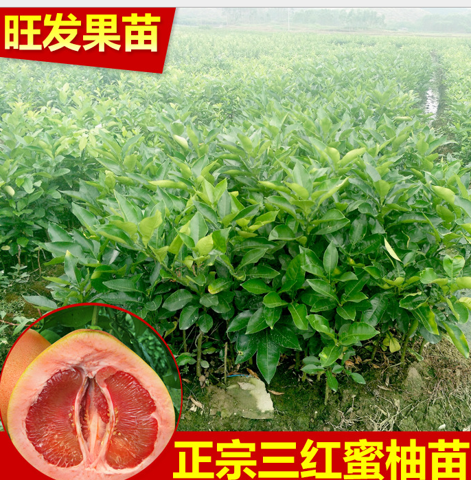熱銷 柚子苗 *1號紅肉蜜柚苗 *三紅蜜柚苗 大量供應(yīng)價優(yōu)
