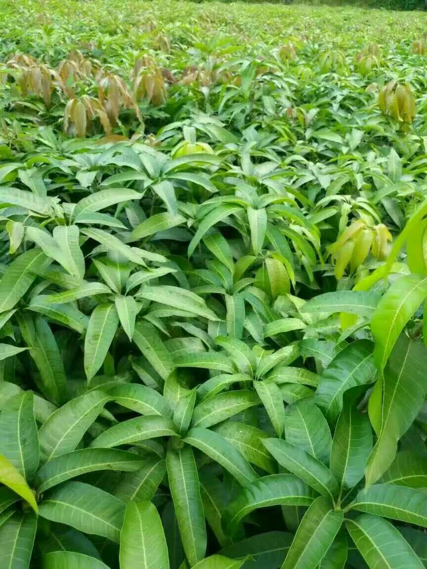 芒果苗批發(fā)  芒果苗批發(fā)  芒果苗批發(fā)