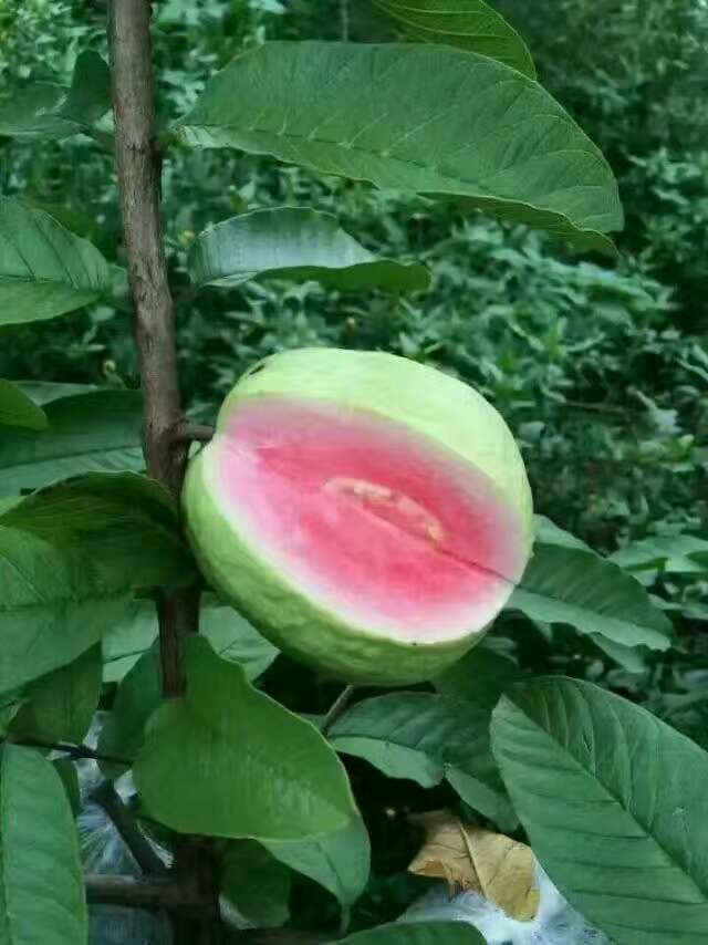 番石榴苗批發(fā)芒果苗廣西供應(yīng)商果樹苗廣西欽州靈山縣番石榴西瓜芭樂(lè)苗