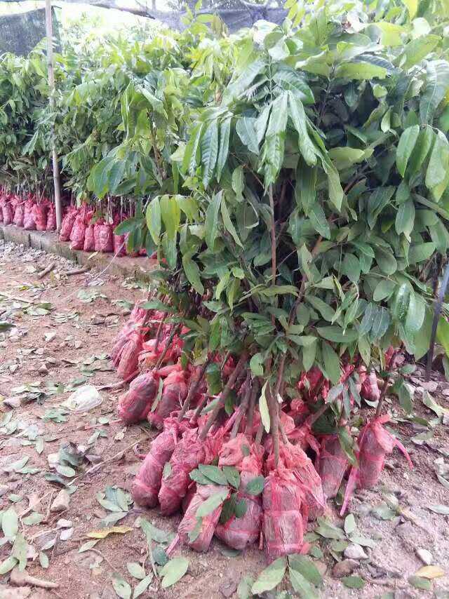 廣西龍眼苗批發(fā)龍眼苗廣西供應(yīng)商果樹苗廣西欽州靈山縣