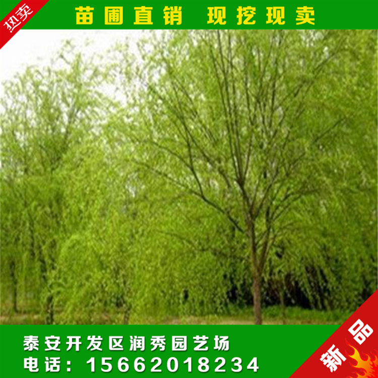 基地專業(yè)供應(yīng)柳樹苗 柳樹苗 供應(yīng)柳樹苗 專業(yè)供應(yīng)柳樹苗 綠化柳樹苗