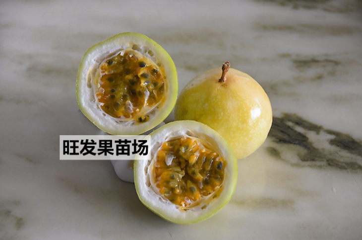 大量*四季百香果苗爬藤黃金百香果苗雞蛋果樹苗西潘連當年結果