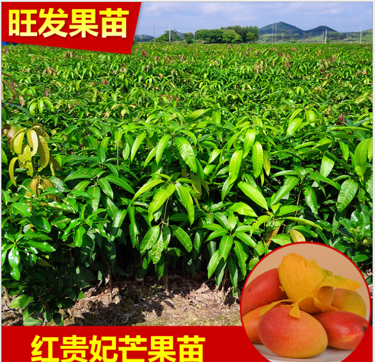 基地銷售 新品種紅貴妃芒果苗 云南芒果苗 大批量芒果苗 *惠
