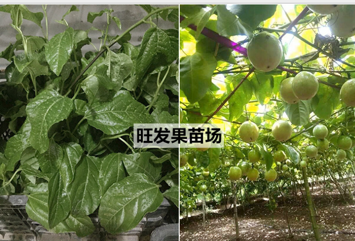 大量*四季百香果苗爬藤黃金百香果苗雞蛋果樹苗西潘連當年結果