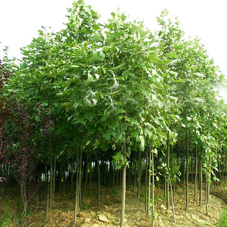 *批發(fā) 馬褂木大樹(shù) 工程苗木 園林綠化 馬褂木鵝掌楸 大規(guī)格