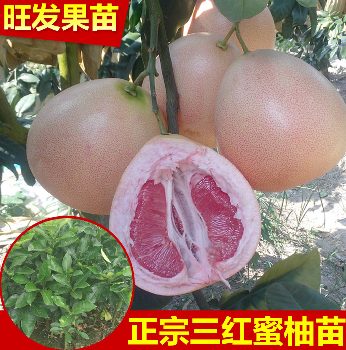 熱銷 柚子苗 *1號紅肉蜜柚苗 *三紅蜜柚苗 大量供應(yīng)價優(yōu)
