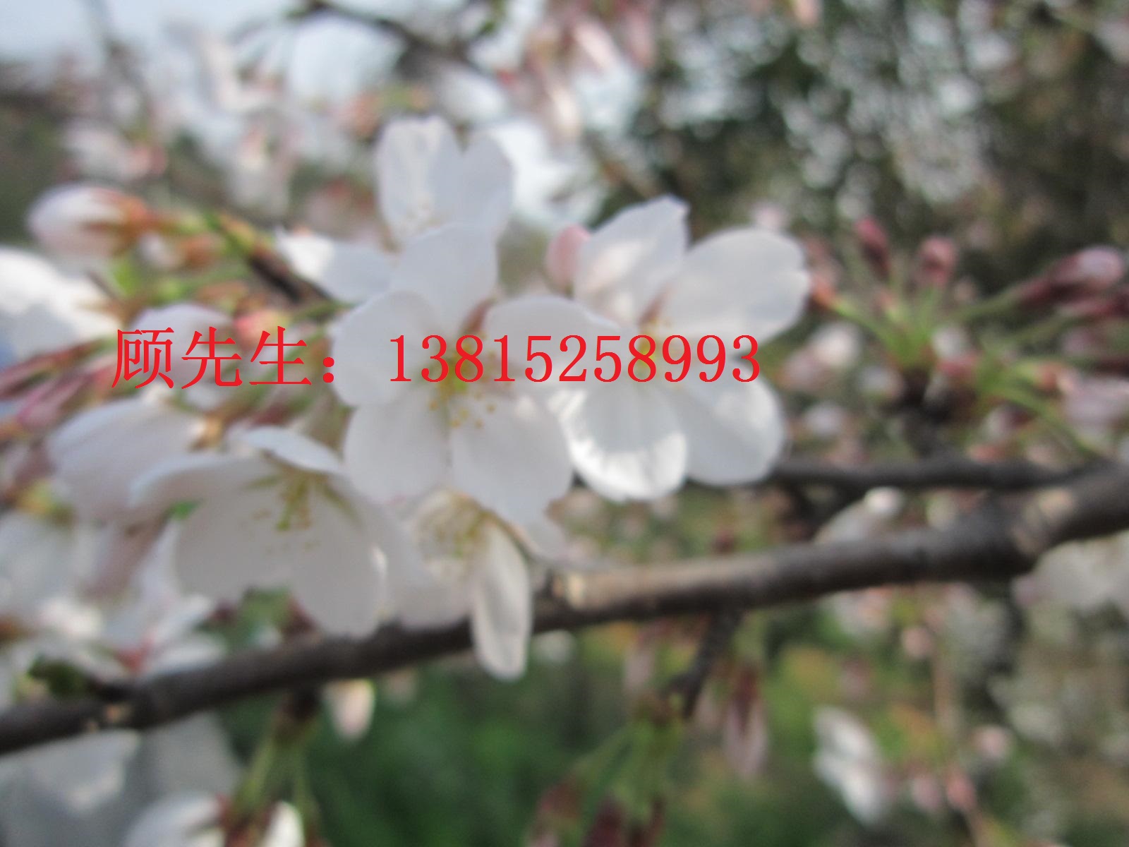 蘇州別墅綠化、蘇州私家庭院綠化、庭院苗木景觀設(shè)計、蘇州企業(yè)綠化工程、蘇州花園小區(qū)綠化