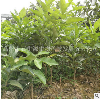 紅心蜜柚子苗   三紅蜜柚苗    一級(jí)紅肉蜜柚苗    三紅柚子樹苗