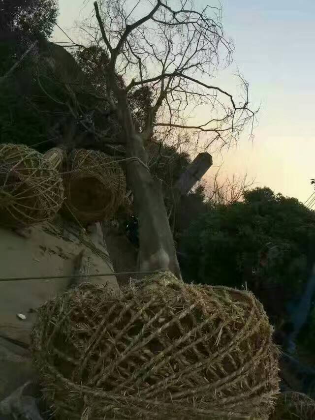 大量供應(yīng)15到30公分*樸樹