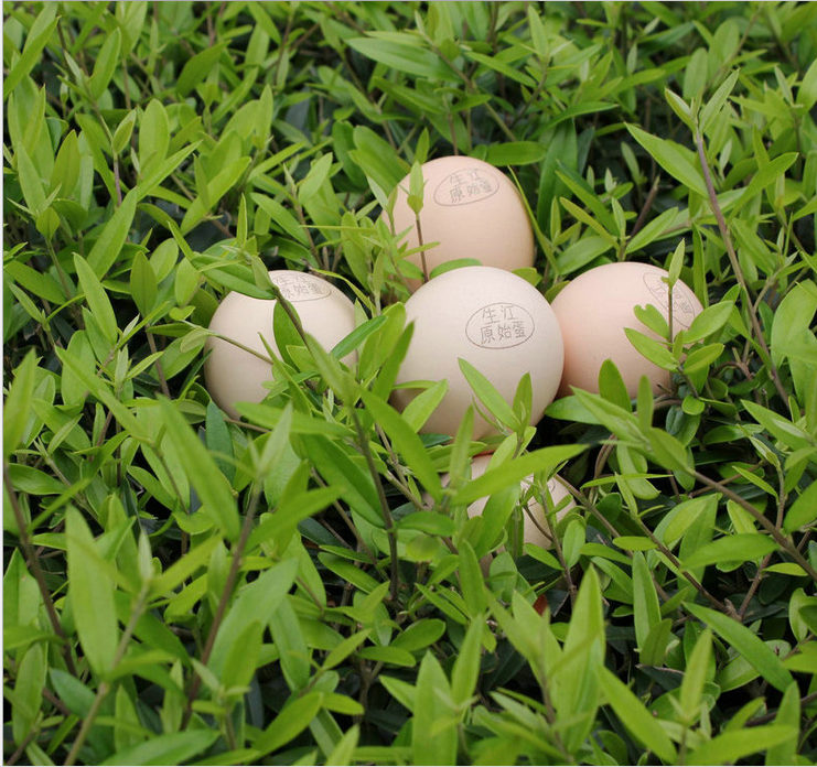 雞蛋批發(fā)廠家直銷 雞蛋 生江原始蛋 土雞蛋 綠殼雞蛋批發(fā)