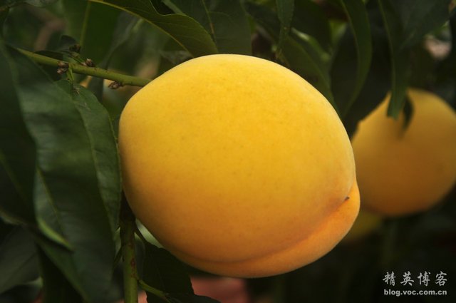 炎陵黃桃苗培育基地 2017年陵黃桃苗價(jià)格行情