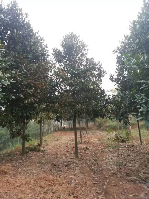 供應(yīng)10公分到30公分*廣玉蘭