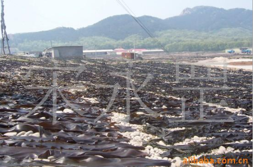 山東長島淡干海帶濟(jì)南淡干海帶供應(yīng)商淡干海帶廠家直銷 淡干海帶哪家好 淡干海帶批發(fā)價(jià) 淡干海帶采購網(wǎng)
