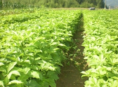 供應(yīng)刺五加苗當(dāng)年苗和二年苗 遼寧刺五加苗圃，優(yōu)質(zhì)刺五加苗報(bào)價(jià)