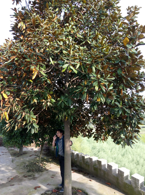 供應(yīng)10公分到30公分*廣玉蘭