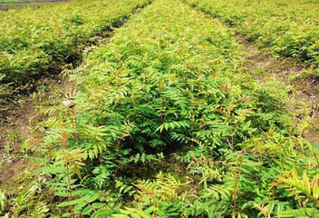 遼寧花楸苗報價，哪有花楸苗，二年生花楸苗