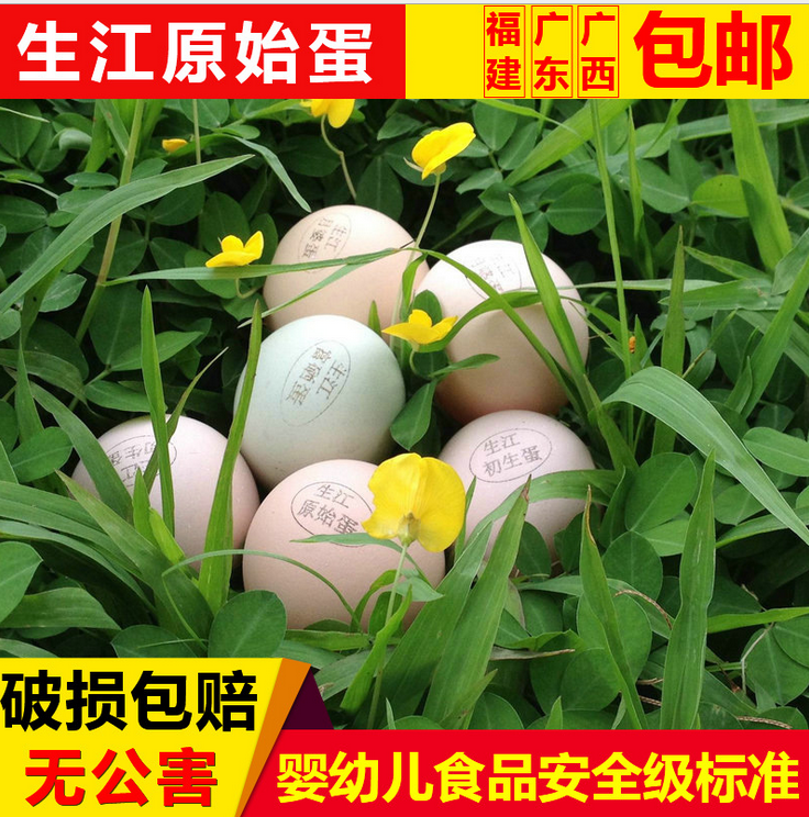 雞蛋批發(fā)廠家直銷 雞蛋 生江原始蛋 土雞蛋 綠殼雞蛋批發(fā)