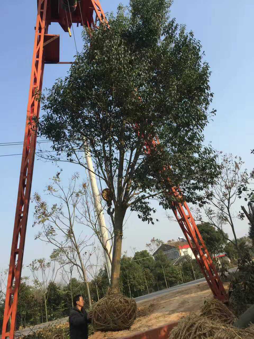 供應(yīng)12公分到30公分紅果冬青