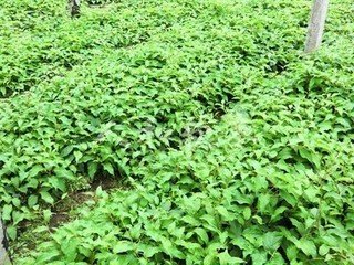 圓棗子苗便宜出售 哪有圓棗子苗 圓棗子苗