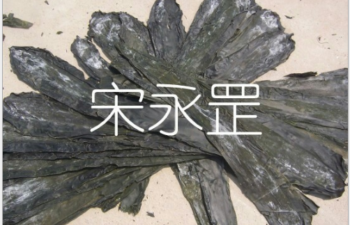 山東長島淡干海帶 昆布 90公分長去邊去尾板菜
