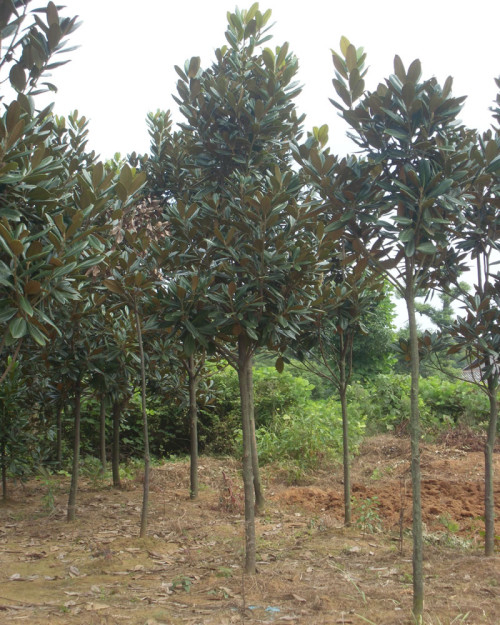 供應(yīng)10公分到30公分*廣玉蘭