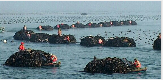 長島縣大欽島鮮活石斑魚鮮活石斑魚批發(fā)價鮮活石斑魚哪家好 鮮活石斑魚供應(yīng)商 濟(jì)南鮮活石斑魚采購網(wǎng)