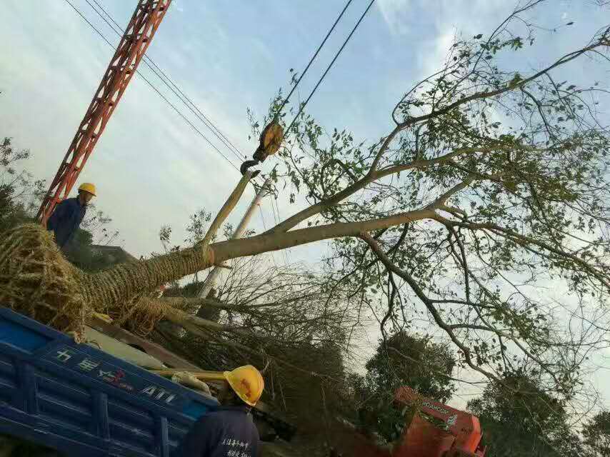 大量供應(yīng)15到30公分*樸樹