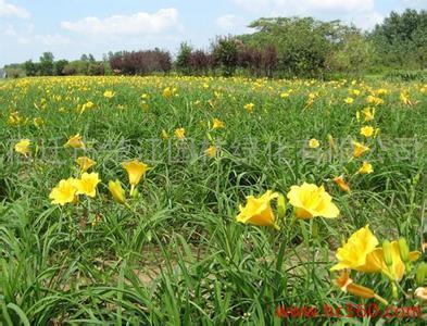 定州金娃娃萱草價格，河北金娃娃萱草培育基地價格  河北金娃娃萱草批發(fā)