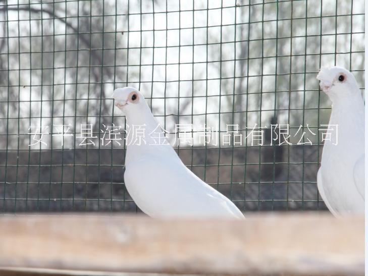 【安平濱源】供應(yīng)浸塑荷蘭網(wǎng)|玉米 【安平濱源】供應(yīng)浸塑荷蘭網(wǎng)圈玉米