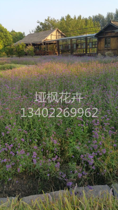 馬鞭草生產(chǎn)廠家 馬鞭草價(jià)格 馬鞭草花海 馬鞭草小苗 種植基地