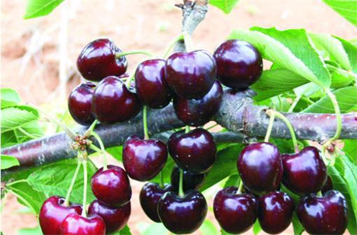 山西優(yōu)質(zhì)櫻桃苗栽培技術(shù)指導(dǎo)，運(yùn)城櫻桃苗繁育基地，珍珠般的櫻桃