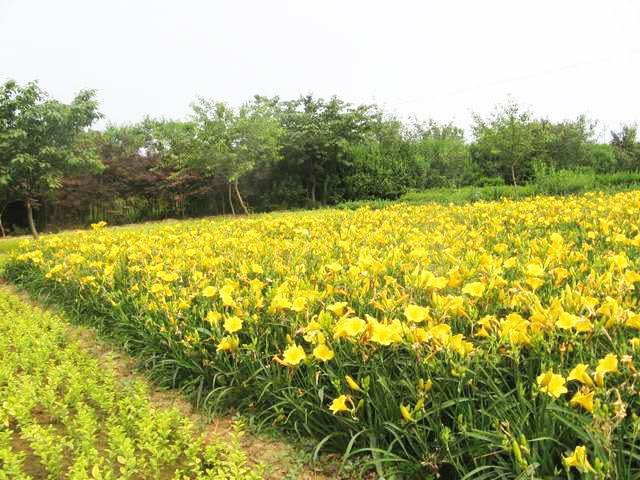 定州金娃娃萱草價格，河北金娃娃萱草培育基地價格  河北金娃娃萱草批發(fā)