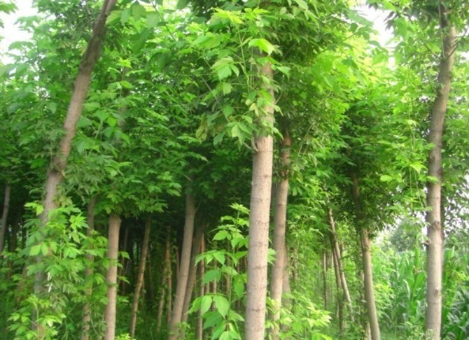 廠家供應(yīng)天目瓊花，天目瓊花大量供應(yīng)，天目瓊花價(jià)格信息，天目瓊花苗圃