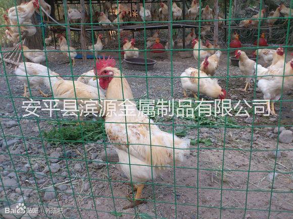 安平荷蘭網(wǎng) 安平荷蘭網(wǎng)養(yǎng)殖網(wǎng)