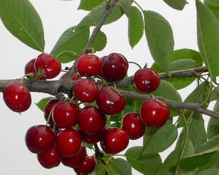 山西優(yōu)質(zhì)櫻桃苗栽培技術(shù)指導(dǎo)，運(yùn)城櫻桃苗繁育基地，珍珠般的櫻桃