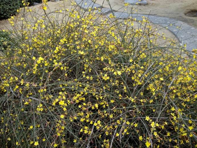 保定黃刺玫直銷廠家 內(nèi)蒙黃刺玫報(bào)價(jià) 山西黃刺玫供應(yīng)商