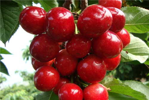 山西優(yōu)質(zhì)櫻桃苗栽培技術(shù)指導(dǎo)，運(yùn)城櫻桃苗繁育基地，珍珠般的櫻桃